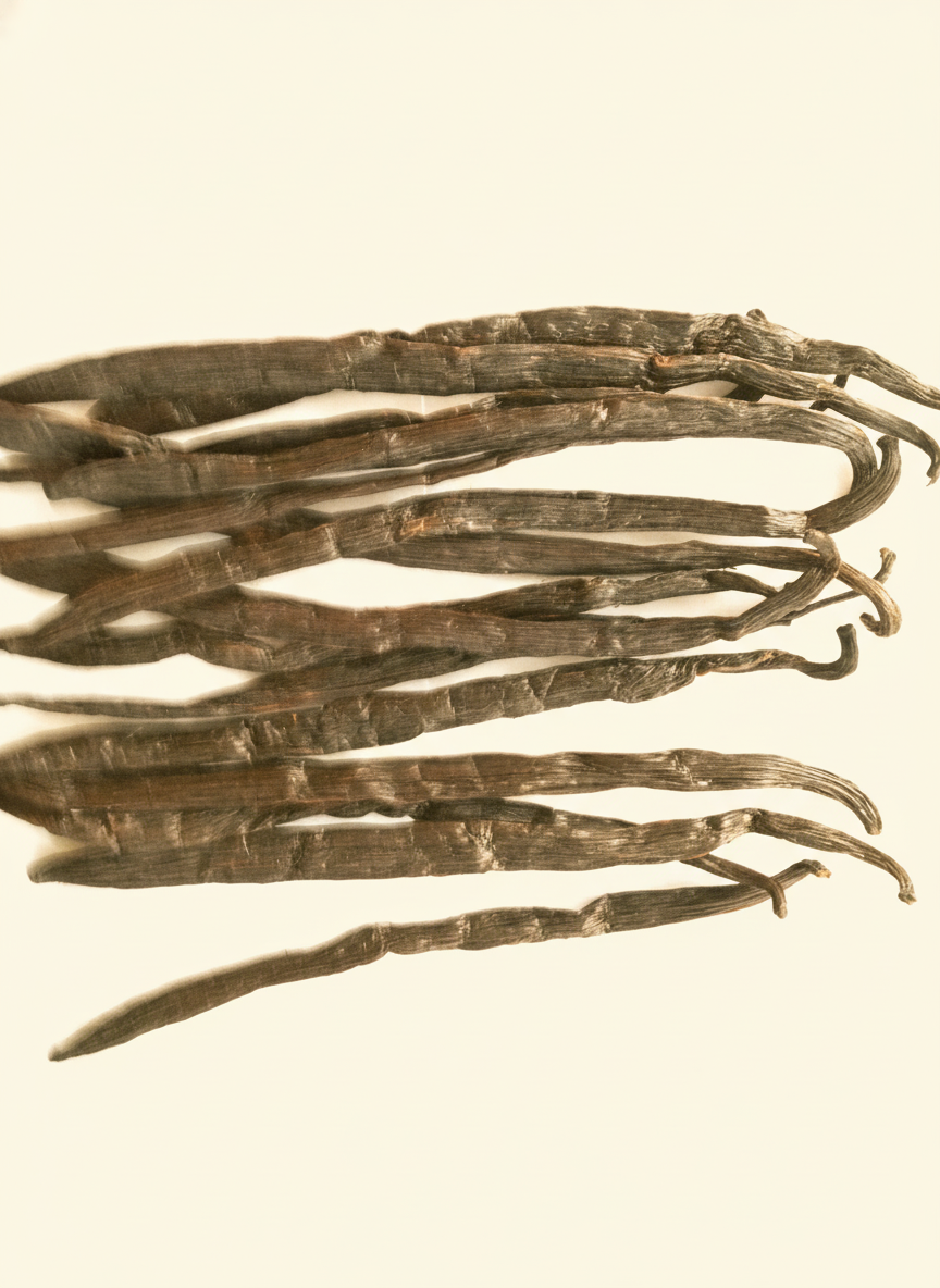 Expert grading vanilla beans by quality