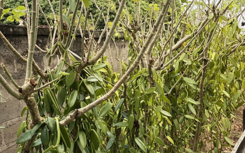 Organic Valley vanilla nursery with young plants