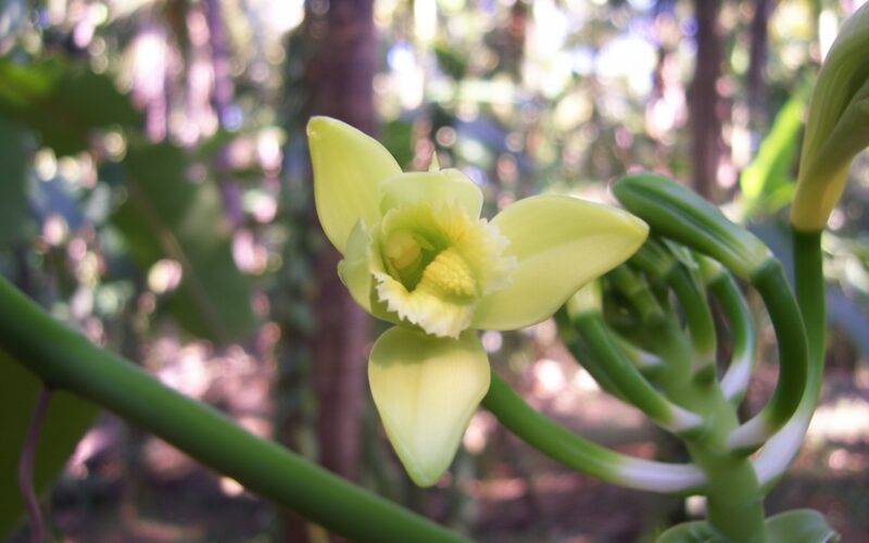 Vanilla orchid flower in bloom