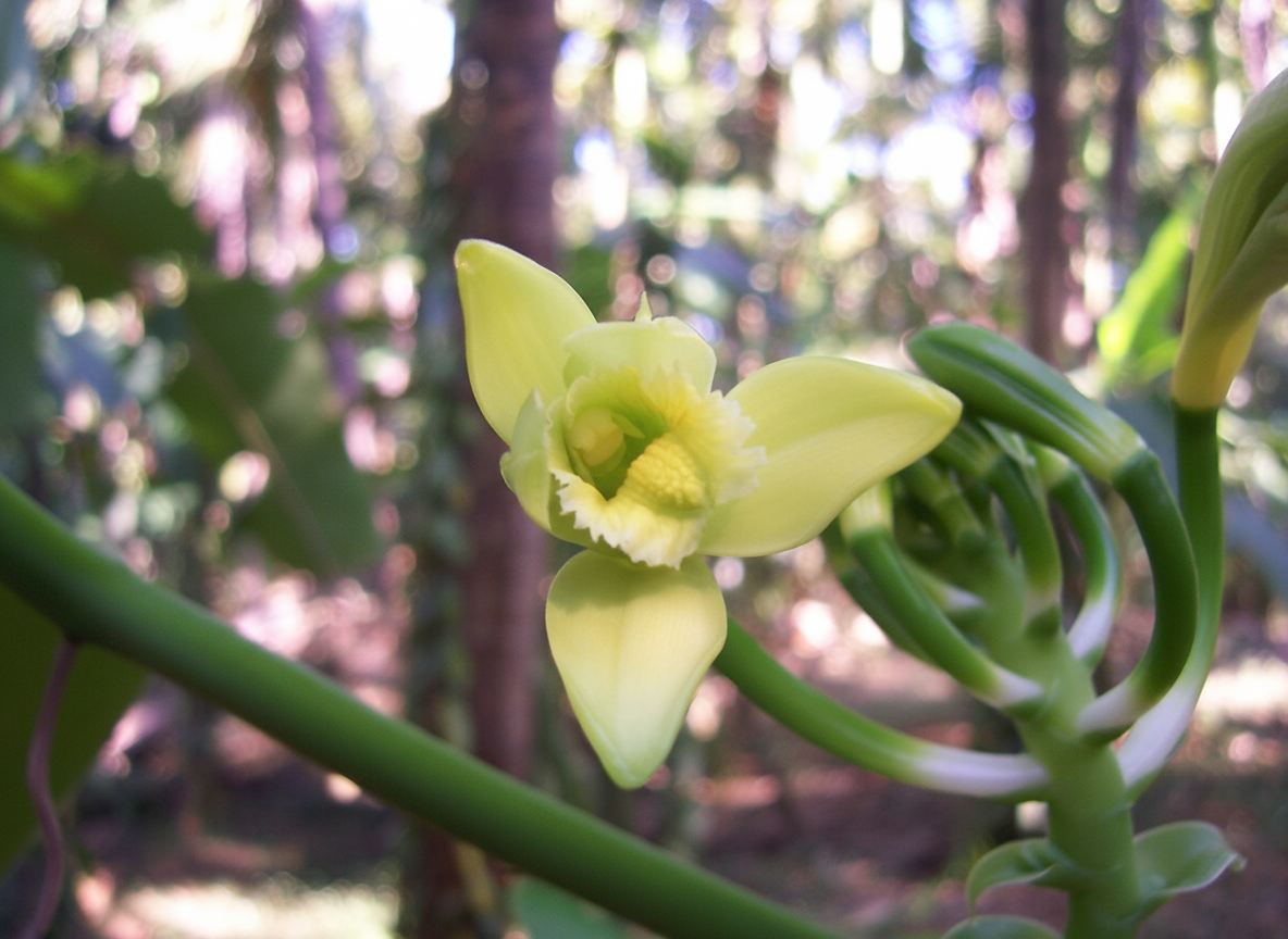 Vanilla orchid flower in bloom
